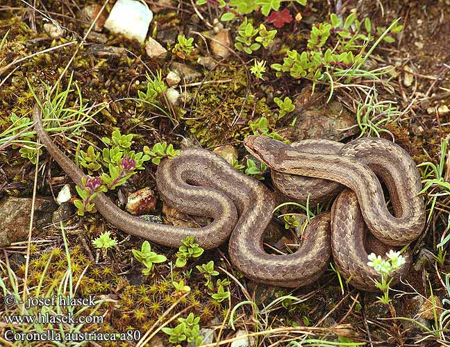 Gladde slang Slettsnok Smokulja Смукуља Coronella austriaca