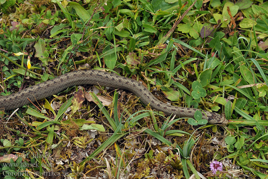 Coronella austriaca Užovka hladká