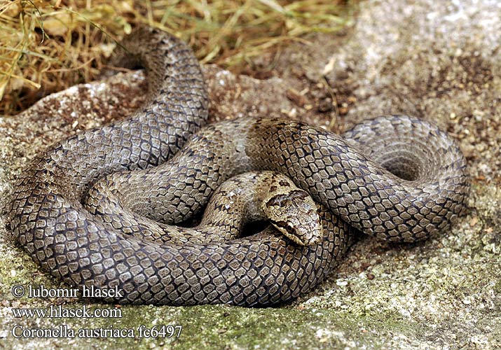 Glattnatter Schlingnatter Haselnatter Kupfernatter Smooth Snake Culebra lisa europea