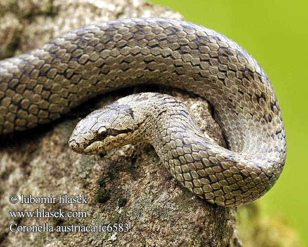 Culebra lisa europea Colubro liscio Užovka hladká