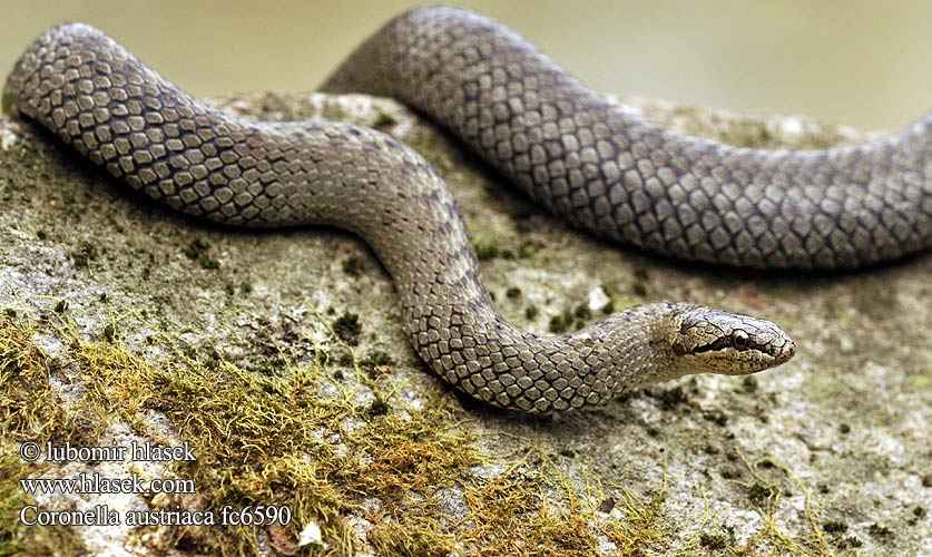 Colubro liscio Užovka hladká Coronelle lisse Gniewosz plamisty