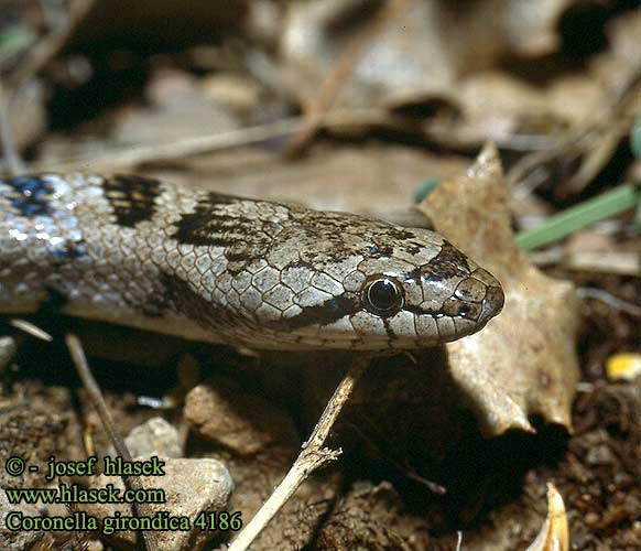 Coronella girondica DE: Girondische Schlingnatter UK: Southern Smooth Snake ES: Culebra lisa meridional IT: colubro di Riccioli CZ: užovka girondská