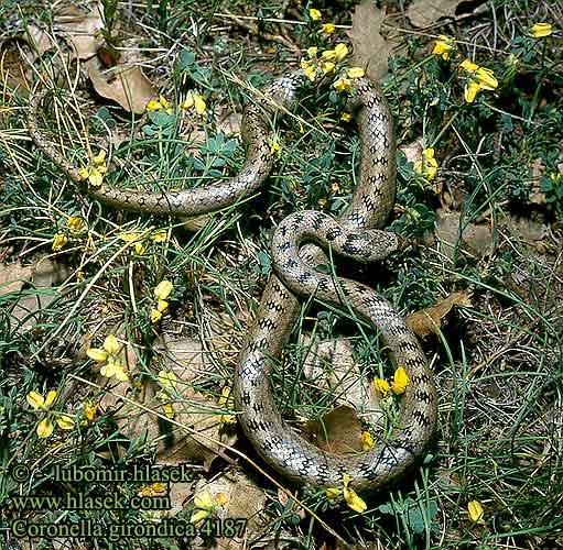 Coronella girondica DE: Girondische Schlingnatter UK: Southern Smooth Snake ES: Culebra lisa meridional IT: colubro di Riccioli CZ: užovka girondská