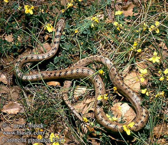 Coronella girondica DE: Girondische Schlingnatter UK: Southern Smooth Snake ES: Culebra lisa meridional IT: colubro di Riccioli CZ: užovka girondská