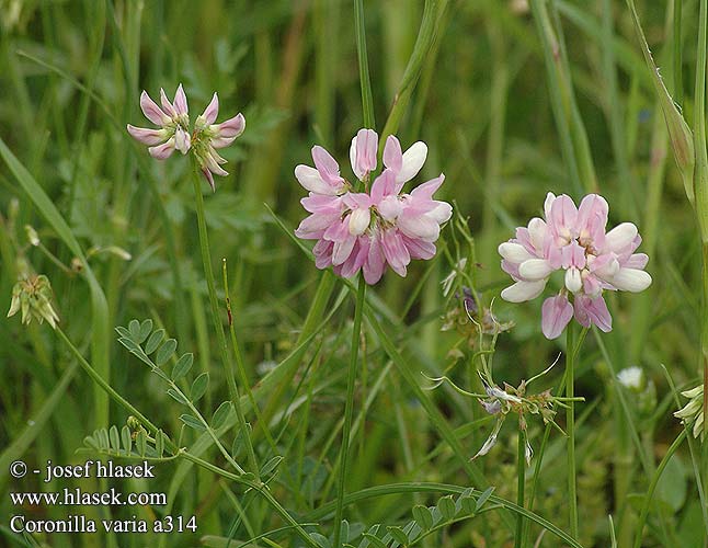 Coronilla varia Čičorka pestrá Bunte Kronwicke Giftwicke