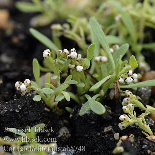 Corrigiola litoralis Strapwort Hirschsprung Corrigiole rives