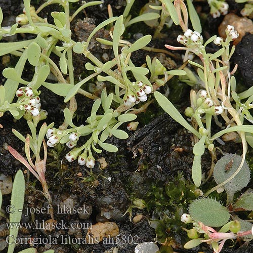 Corrigiola litoralis Nadbrzeżyca nadrzeczna Корригиола прибрежная