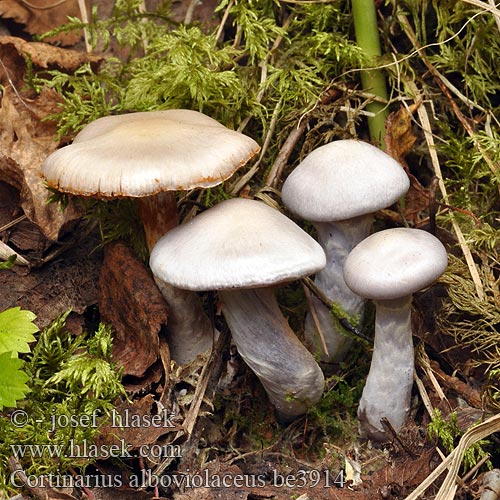 Cortinarius alboviolaceus Pavučinec bělofialový Silvery-violet Cort Sukver-Violet Cortinarius Lila gordijnzwam Lysfiolett slørsopp Weißvioletter Dickfuß Silkkiseitikki Cortinaire blanc-violet ウスフジフウセンタケ Lilásfehér pókhálósgomba Zasłonak białofioletowy Паутинник бело-фиолетовый Pavučinovec bledofialový Blekviolett spindling