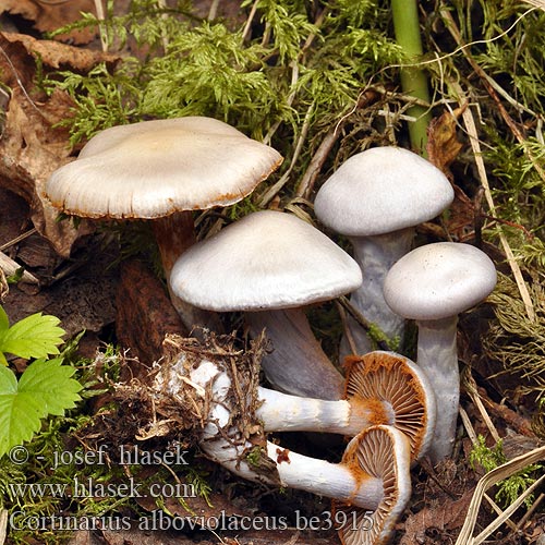 Cortinarius alboviolaceus be3915