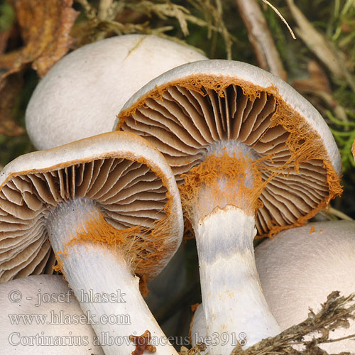 Cortinarius alboviolaceus be3918