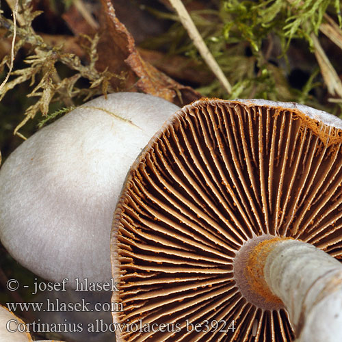 Cortinarius alboviolaceus be3924