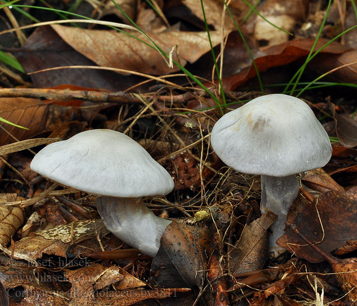 Cortinarius alboviolaceus Silvery-violet Cort Sukver-Violet