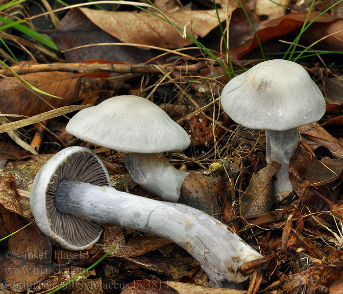 Cortinarius alboviolaceus Pavučinovec bledofialový Blekviolett spindling