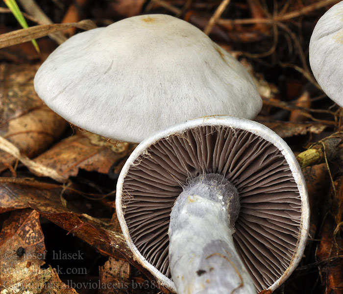 Cortinarius alboviolaceus Lila gordijnzwam