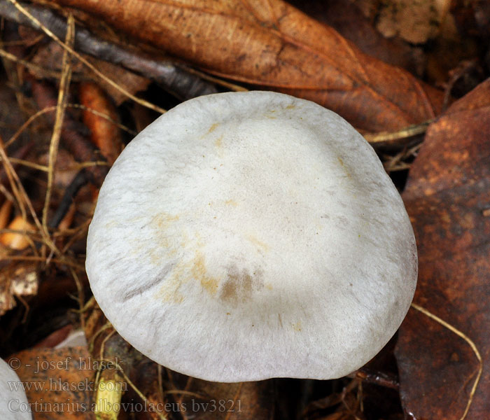 Cortinarius alboviolaceus Weißvioletter Dickfuß