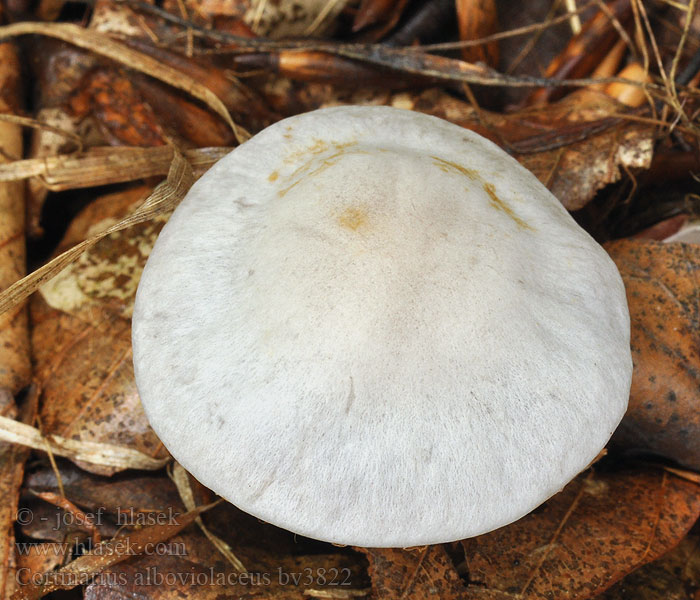 Cortinarius alboviolaceus Silkkiseitikki Cortinaire blanc-violet