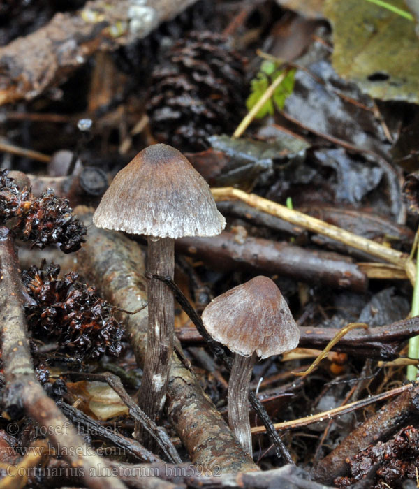 Cortinarius alnetorum bm5982