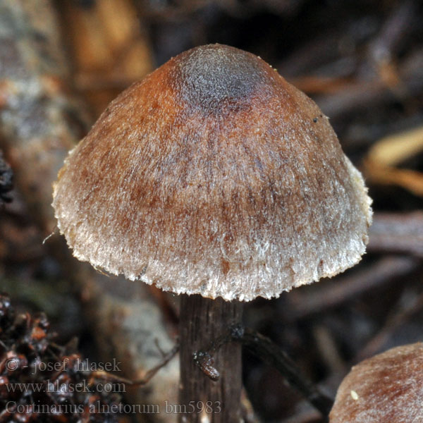 Cortinarius alnetorum bm5983