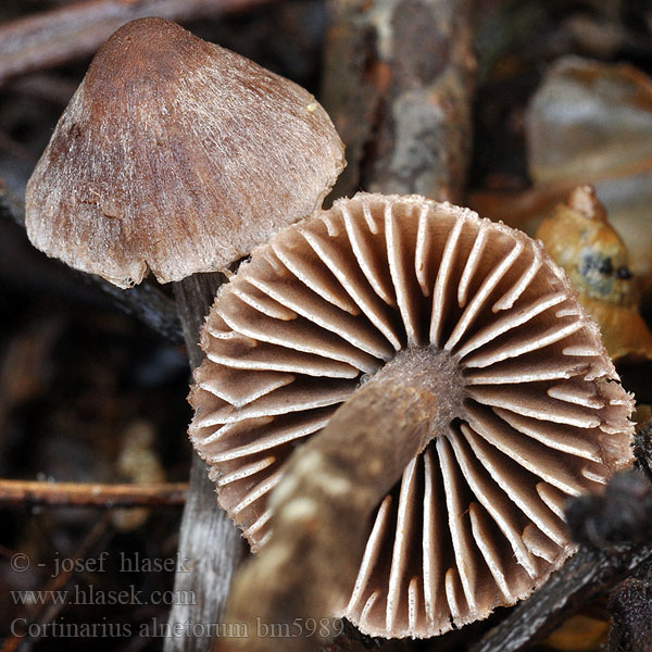 Cortinarius alnetorum bm5989