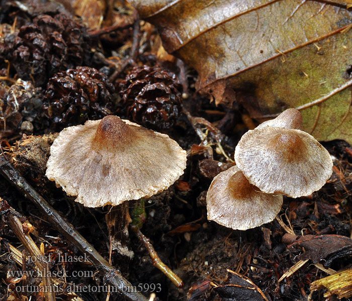 Паутинник ольхи Pavučinovec hnedastosivý Jelševinska koprenka Mörk alspindling Hvitbeltet oreslørsopp Cortinarius alnetorum Hydrocybe iliopodia iliopodius Pavučinec olšový Lepikkoseitikki Cortinaire pied brun noir Gegordelde elzegordijnzwam Erlen-Gürtelfuß Zasłonak olszynowy