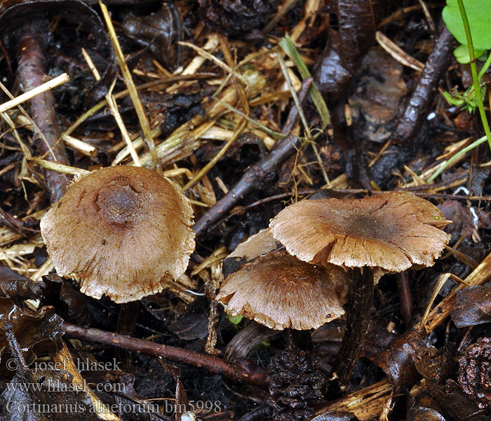 Mörk alspindling Hvitbeltet oreslørsopp Cortinarius alnetorum Hydrocybe iliopodia iliopodius Pavučinec olšový Lepikkoseitikki Cortinaire pied brun noir Gegordelde elzegordijnzwam Erlen-Gürtelfuß Zasłonak olszynowy Паутинник ольхи Pavučinovec hnedastosivý Jelševinska koprenka