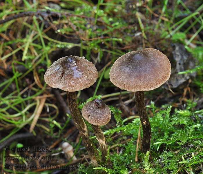 Pavučinec olšový Cortinarius alnetorum