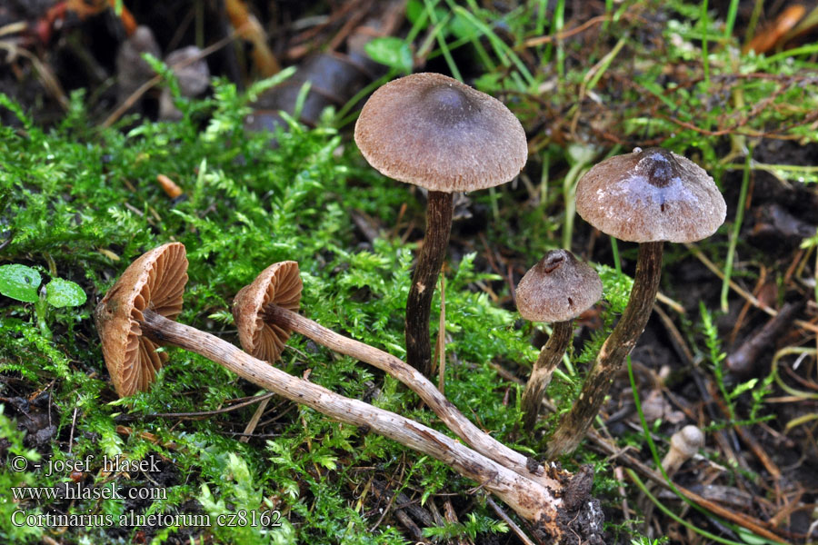 Cortinarius alnetorum