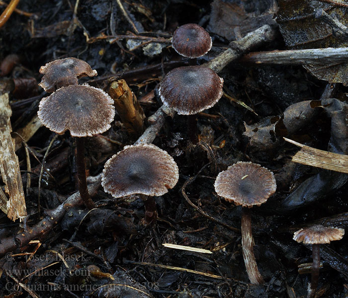 Cortinarius americanus Pavučinec americký