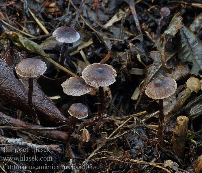 Cortinarius americanus Pavučinec americký