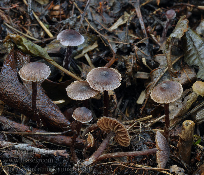 Pavučinec americký Cortinarius americanus