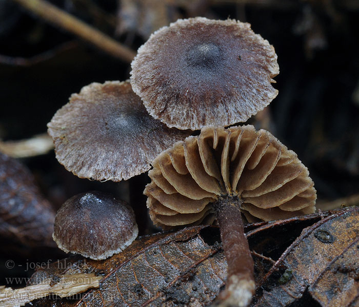 Pavučinec americký Cortinarius americanus