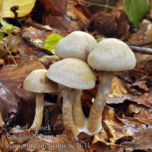 Cortinarius anomalus be2631