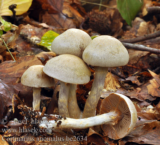 Cortinarius anomalus be2634