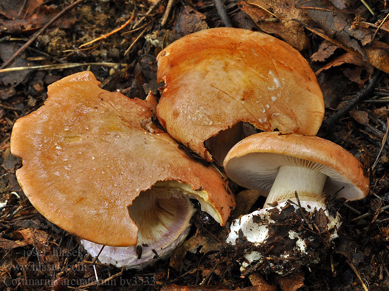 Cortinarius arcuatorum Pavučinec fialovolemý