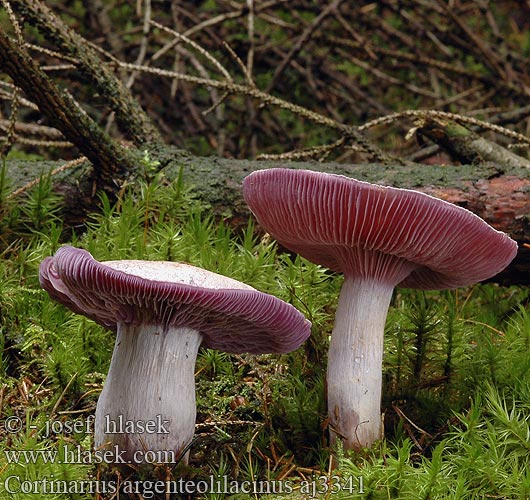 Cortinarius argenteolilacinus Silverfotsspindling Vitenskapelig Lilasilbriger Schleimkopf Lilastosiva koprenka