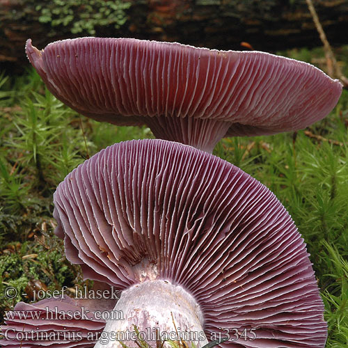 Cortinarius argenteolilacinus Vitenskapelig Lilasilbriger Schleimkopf Lilastosiva koprenka Silverfotsspindling