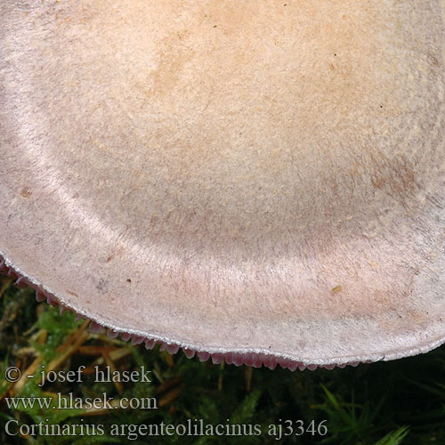 Cortinarius argenteolilacinus Lilasilbriger Schleimkopf Lilastosiva koprenka Silverfotsspindling Vitenskapelig