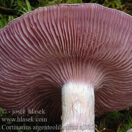 Cortinarius argenteolilacinus Lilasilbriger Schleimkopf Lilastosiva koprenka Silverfotsspindling Vitenskapelig