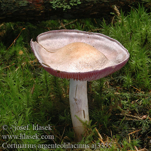 Cortinarius argenteolilacinus Lilasilbriger Schleimkopf Lilastosiva koprenka Silverfotsspindling Vitenskapelig