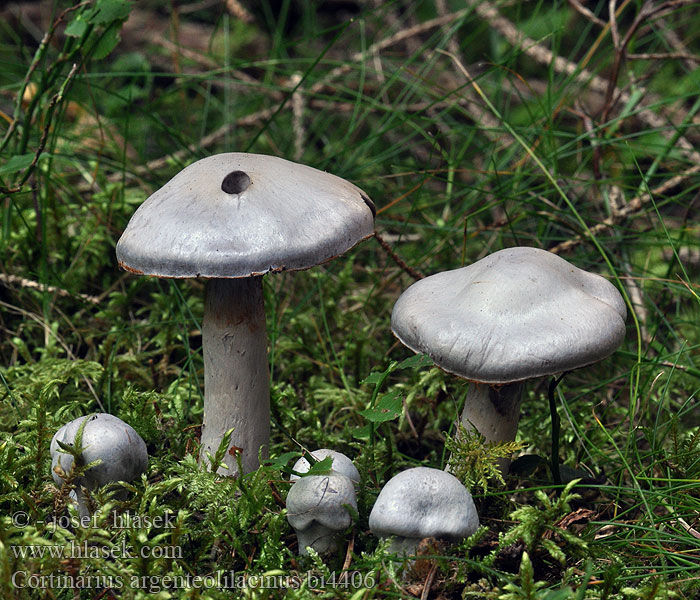 Cortinarius argenteolilacinus bi4406