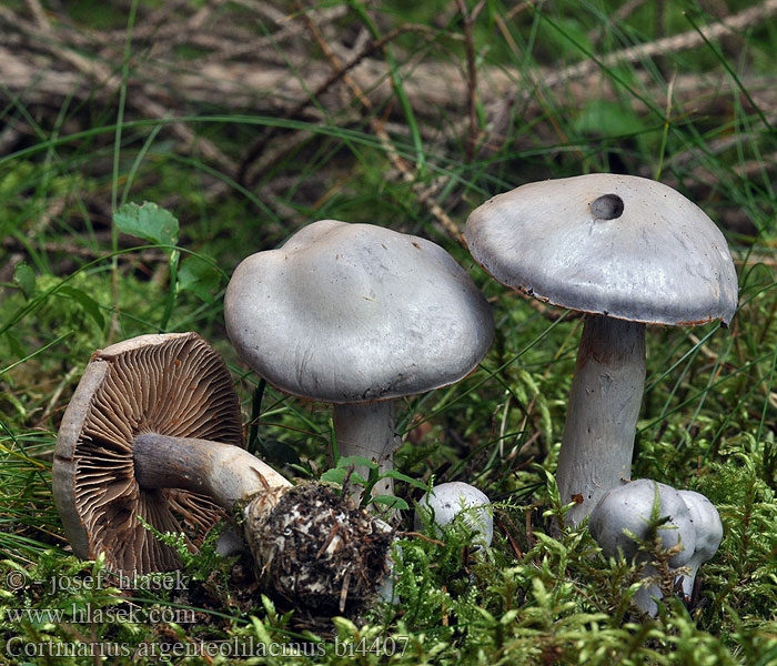 Cortinarius argenteolilacinus bi4407