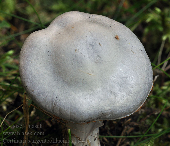 Cortinarius argenteolilacinus bi4413