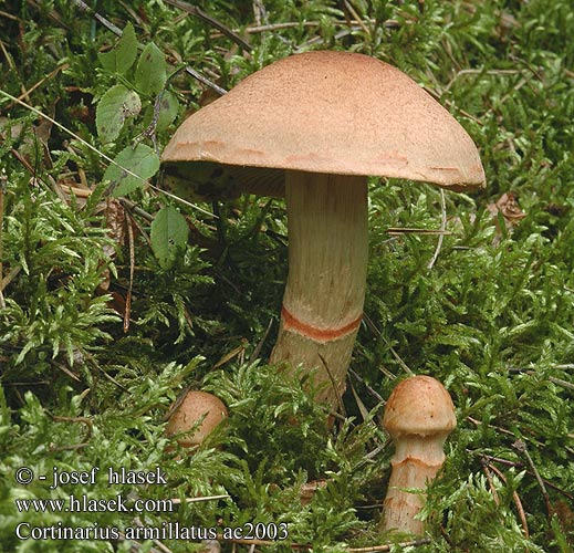 Cortinarius armillatus Pavučinec náramkovitý Pásenka zdobená Zasłonak osłonięty Pavučinovec červenopásový Geschmückter Gürtelfuß Rinkėtasis nuosėdis Cinnoberbæltet Slørhat Hydrocybe armillata Pasasta koprenka ツバフウセンタケ Banded Cort Punavyöseitikki Cortinaire armillé bracelets Armbandgordijnzwam Zöld ánizsgomba Rødbelteslørsopp Паутинник браслетчатый Rödbandad spindling