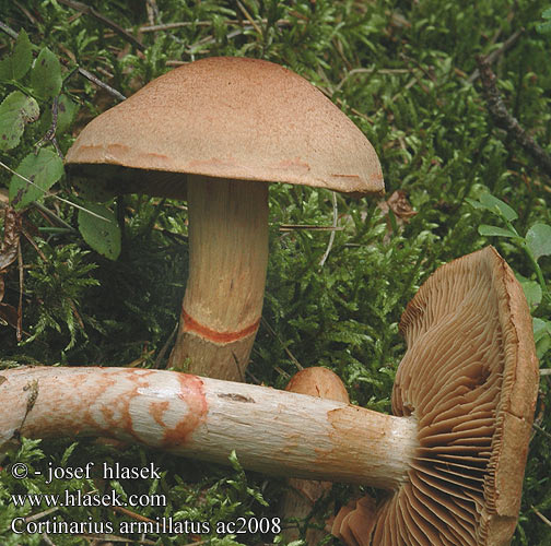 Cortinarius armillatus Pavučinovec červenopásový Geschmückter Gürtelfuß Rinkėtasis nuosėdis Cinnoberbæltet Slørhat Hydrocybe armillata Pasasta koprenka ツバフウセンタケ Banded Cort Punavyöseitikki Cortinaire armillé bracelets Armbandgordijnzwam Zöld ánizsgomba Rødbelteslørsopp Паутинник браслетчатый Rödbandad spindling Pavučinec náramkovitý Pásenka zdobená Zasłonak osłonięty