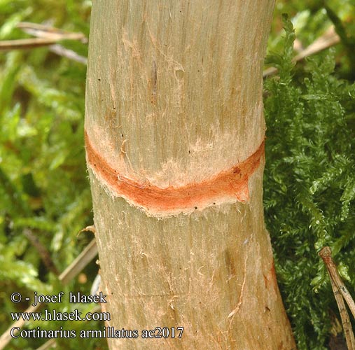 Cortinarius armillatus ツバフウセンタケ Banded Cort Punavyöseitikki Cortinaire armillé bracelets Armbandgordijnzwam Zöld ánizsgomba Rødbelteslørsopp Паутинник браслетчатый Rödbandad spindling Pavučinec náramkovitý Pásenka zdobená Zasłonak osłonięty Pavučinovec červenopásový Geschmückter Gürtelfuß Rinkėtasis nuosėdis Cinnoberbæltet Slørhat Hydrocybe armillata Pasasta koprenka