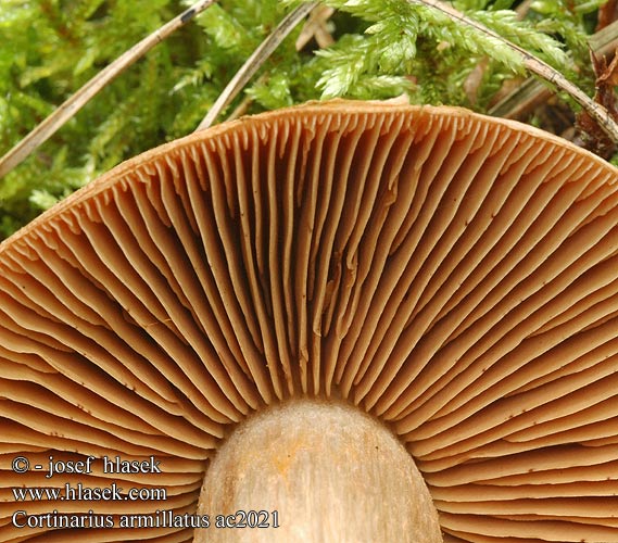 Cortinarius armillatus Cortinaire armillé bracelets Armbandgordijnzwam Zöld ánizsgomba Rødbelteslørsopp Паутинник браслетчатый Rödbandad spindling Pavučinec náramkovitý Pásenka zdobená Zasłonak osłonięty Pavučinovec červenopásový Geschmückter Gürtelfuß Rinkėtasis nuosėdis Cinnoberbæltet Slørhat Hydrocybe armillata Pasasta koprenka ツバフウセンタケ Banded Cort Punavyöseitikki