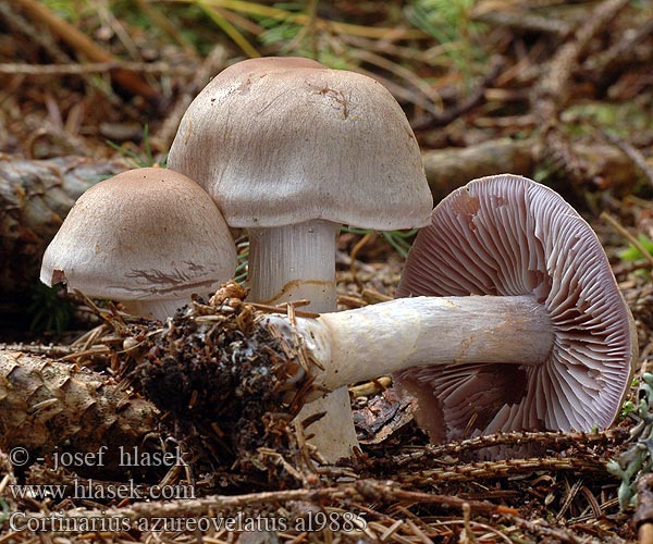 Cortinaire azuré voilé Zoprna koprenka Blauberandeter Seidenkopf Pavučinec odchylný Cortinarius azureovelatus anomalus Valse Azuursteelgordijnzwam