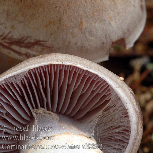 Cortinarius azureovelatus al9892