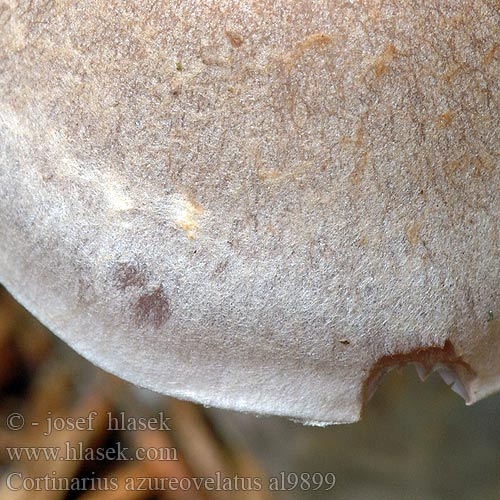 Cortinarius azureovelatus al9899