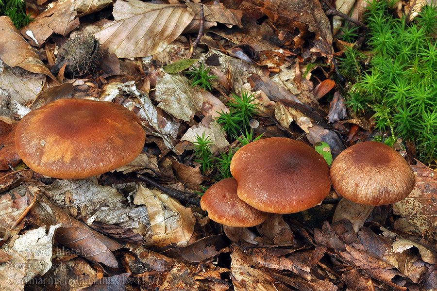 Cortinarius balaustinus Pavučinec ohnivolupenný